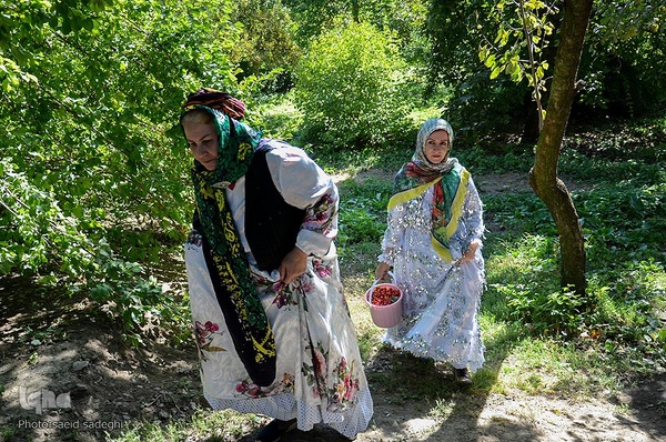 زغال اخته کلیبر از تولید تا فراوری‎‎