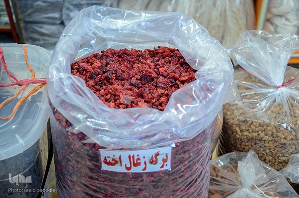 زغال اخته کلیبر از تولید تا فراوری‎‎