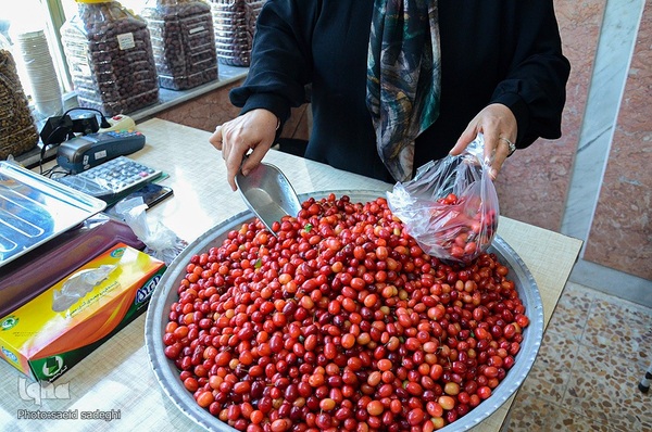 زغال اخته کلیبر از تولید تا فراوری‎‎