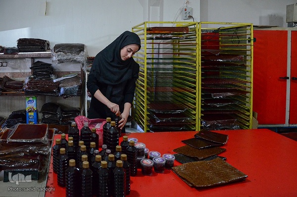 زغال اخته کلیبر از تولید تا فراوری‎‎