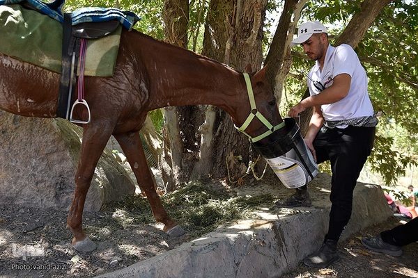 سوارکاران خراسان شمالی در راه مشهد
