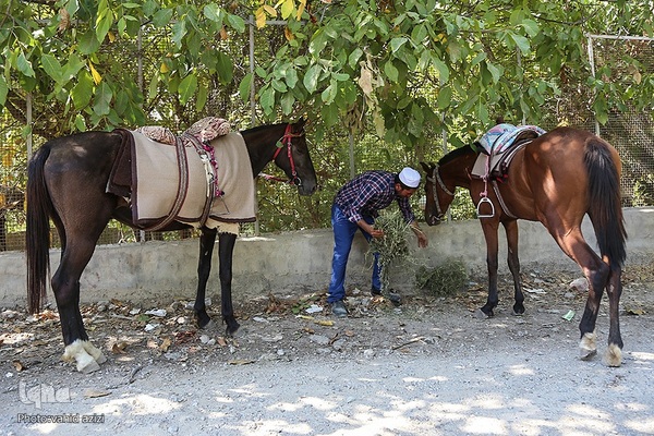 سوارکاران خراسان شمالی در راه مشهد