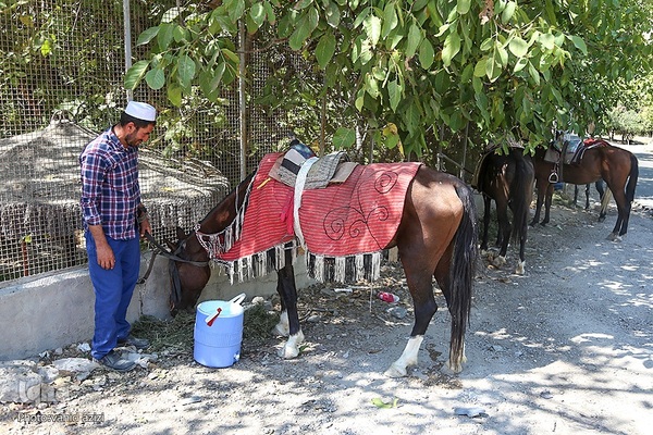 سوارکاران خراسان شمالی در راه مشهد
