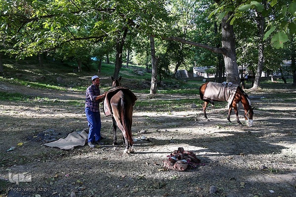سوارکاران خراسان شمالی در راه مشهد
