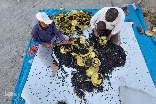برداشت تخمه افتابگردان از مزارع خراسان شمالی
