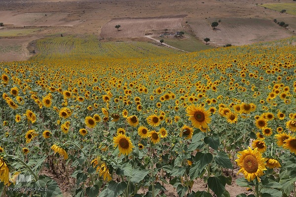 برداشت تخمه افتابگردان از مزارع خراسان شمالی