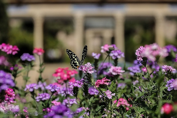 ۲۰ مهرماه روز بزرگداشت حافظ شیرازی