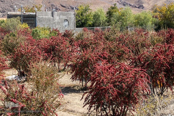 جشنواره ملی زرشک در خراسان جنوبی