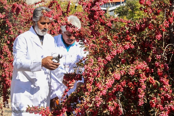 جشنواره ملی زرشک در خراسان جنوبی
