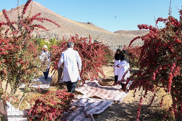 جشنواره ملی زرشک در خراسان جنوبی