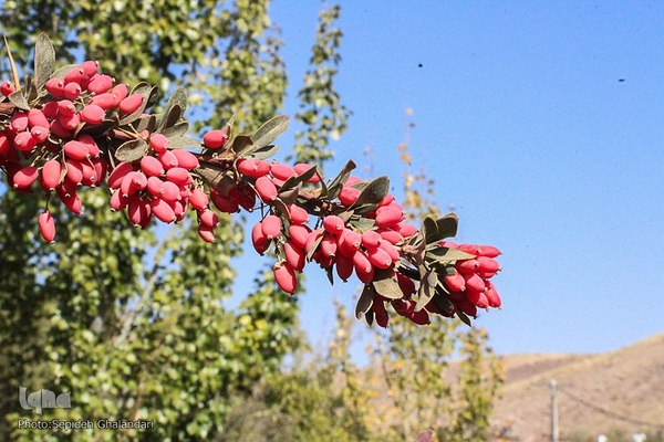 جشنواره ملی زرشک در خراسان جنوبی