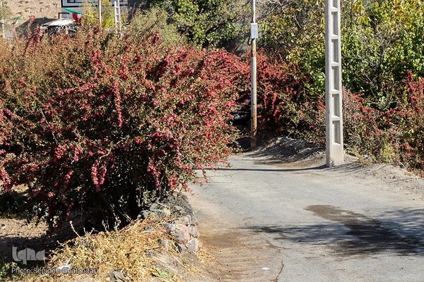 جشنواره ملی زرشک در خراسان جنوبی