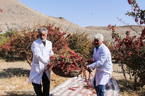 جشنواره ملی زرشک در خراسان جنوبی