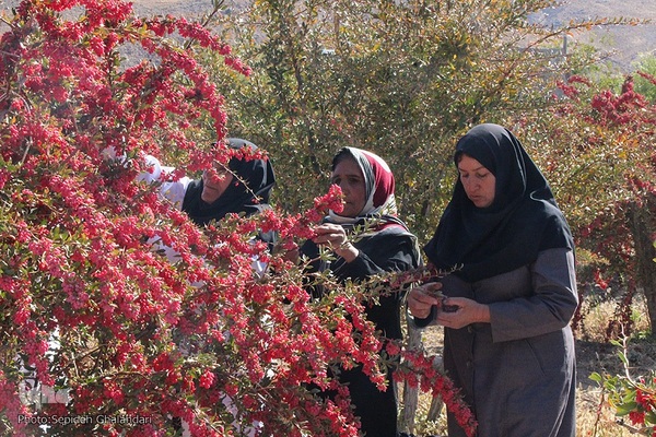 جشنواره ملی زرشک در خراسان جنوبی