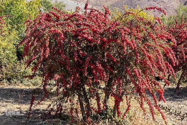 جشنواره ملی زرشک در خراسان جنوبی
