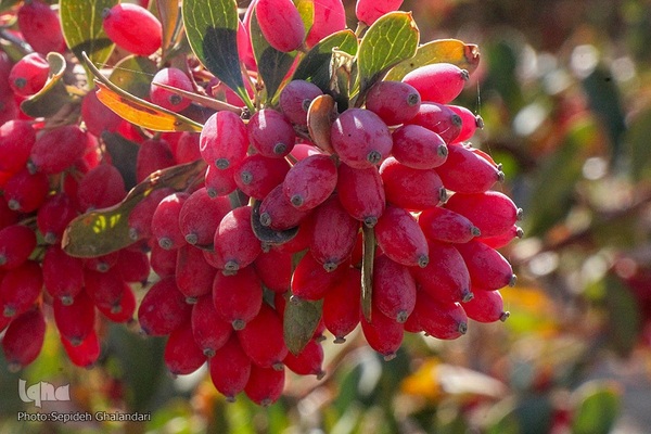 جشنواره ملی زرشک در خراسان جنوبی