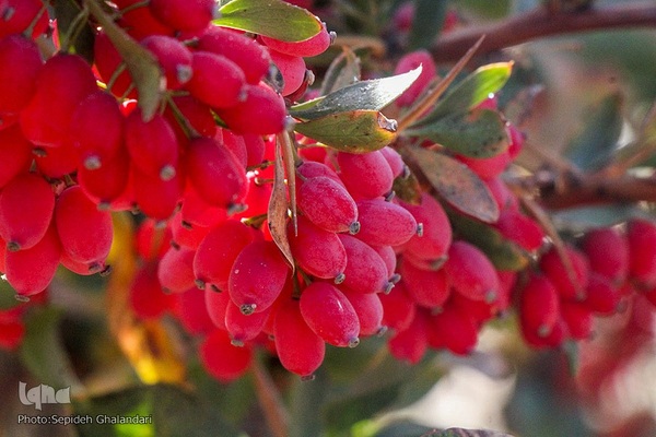 جشنواره ملی زرشک در خراسان جنوبی