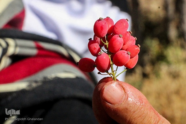 جشنواره ملی زرشک در خراسان جنوبی