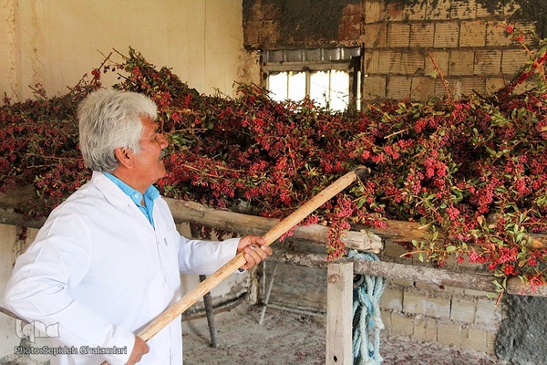 جشنواره ملی زرشک در خراسان جنوبی