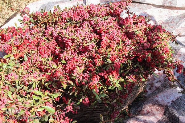 جشنواره ملی زرشک در خراسان جنوبی