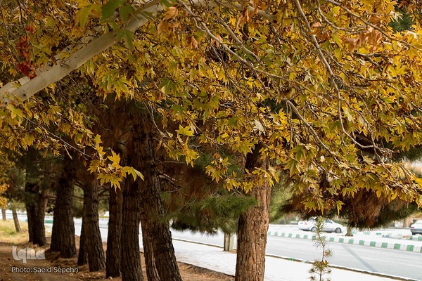 زیبایی هایی پاییز هزار رنگ ملایر از قاب دوربین ایکنا‎‎