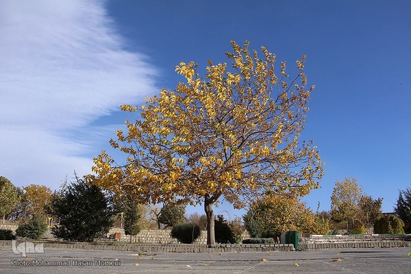 برگریزان پاییزی در همدان
