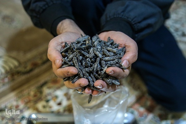 یلدای فاطمی