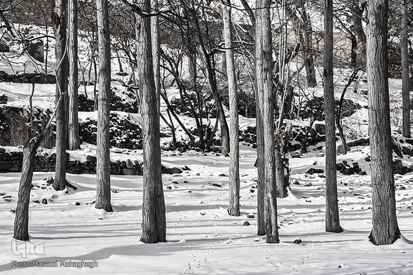 رخت‌سفید زمستان بر تن شهمیرزاد