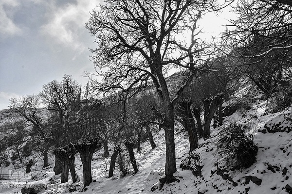 رخت‌سفید زمستان بر تن شهمیرزاد