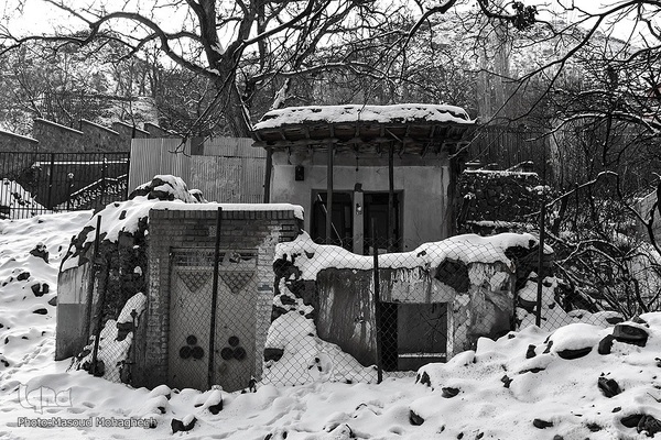 رخت‌سفید زمستان بر تن شهمیرزاد