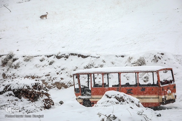 هوای برفی تهران
