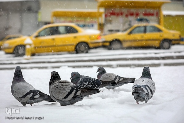 هوای برفی تهران