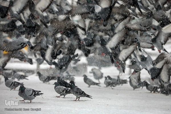 هوای برفی تهران