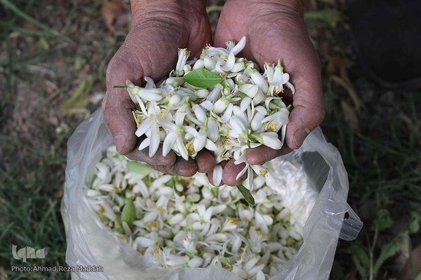 شیراز آکنده از عطر بهاری نارنج 