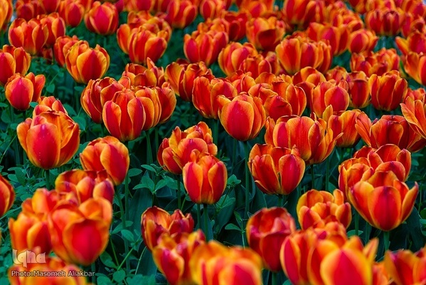 جشنواره گل لاله در کرج