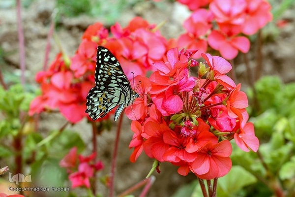 شیراز شهر اردیبهشت