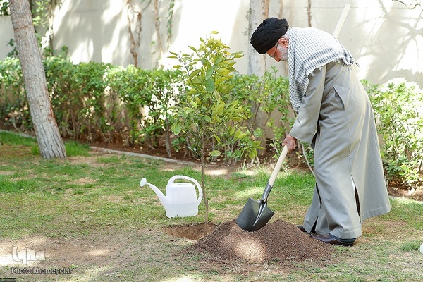 کاشت نهال در روز درختکاری