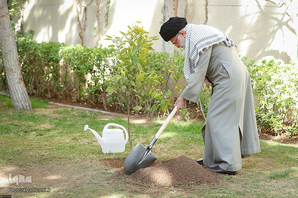 کاشت نهال در روز درختکاری