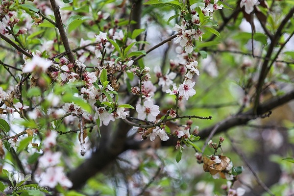 جلوه بهار در باغ ارم شیراز‎‎