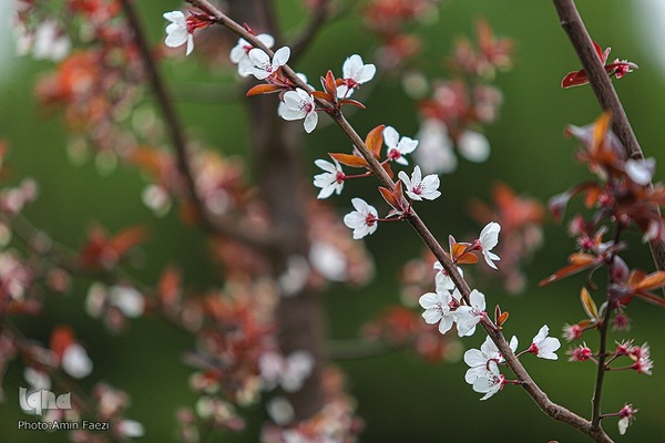 جلوه بهار در باغ ارم شیراز‎‎