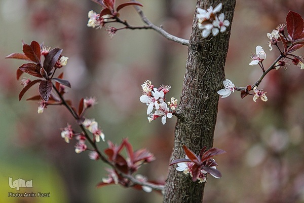 جلوه بهار در باغ ارم شیراز‎‎