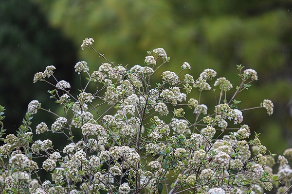 جلوه بهار در باغ ارم شیراز‎‎
