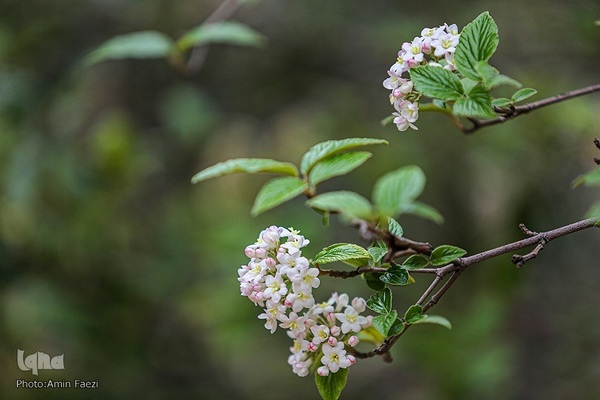 جلوه بهار در باغ ارم شیراز‎‎