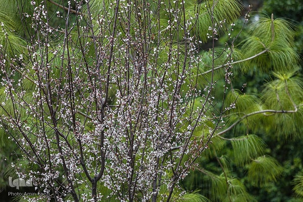 جلوه بهار در باغ ارم شیراز‎‎