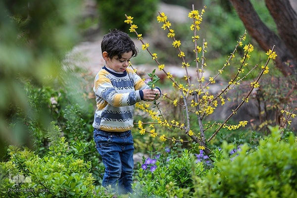 جلوه بهار در باغ ارم شیراز‎‎