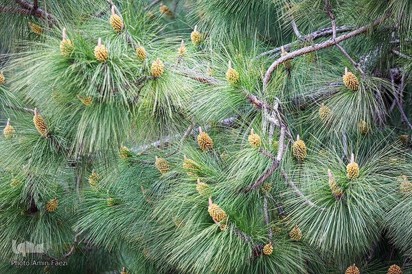 جلوه بهار در باغ ارم شیراز‎‎