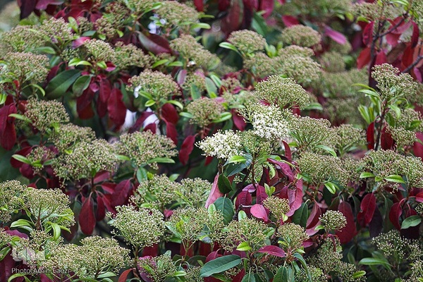 جلوه بهار در باغ ارم شیراز‎‎