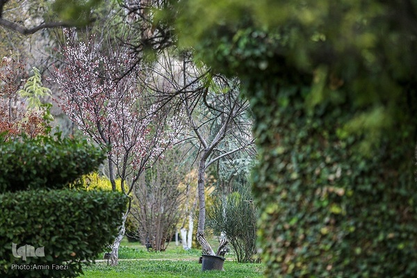 جلوه بهار در باغ ارم شیراز‎‎