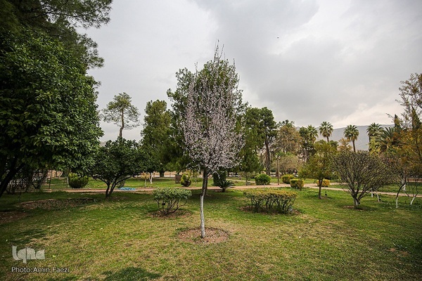 جلوه بهار در باغ ارم شیراز‎‎