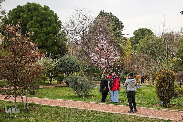 جلوه بهار در باغ ارم شیراز‎‎